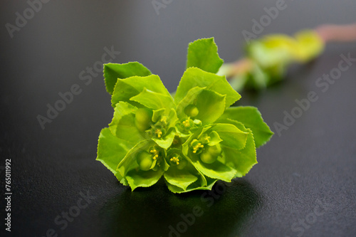 Euphorbia helioscopia, lecherula photo