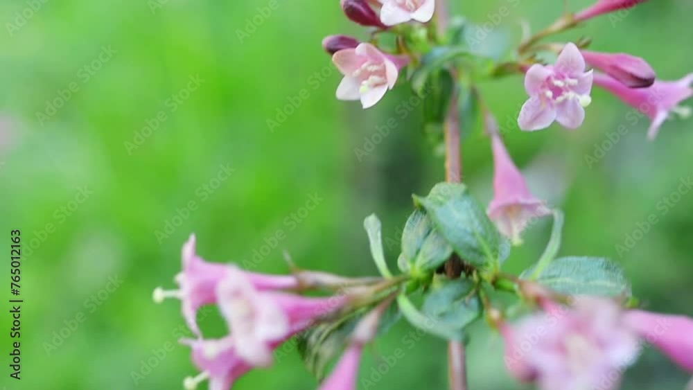 Weigela in family Caprifoliaceae