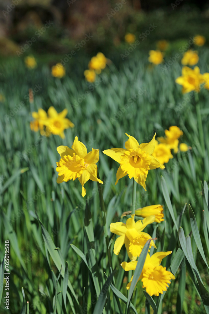 Closeup of a sunlit cluster of Daffodil flowers, Derbyshire England
