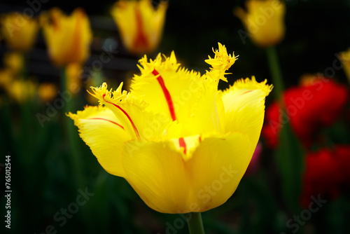 Yellow tulip with red stripes in the spring garden.