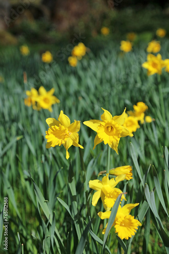 Closeup of a sunlit cluster of Daffodil flowers, Derbyshire England 