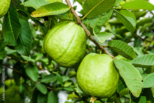 Close-up of guavas fruit growing on the guava tree in Taiwan.