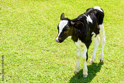 Young black and white calf at the dairy farm. Newborn baby cow.