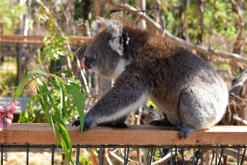 Obraz premium koala eating eucalyptus leaf
