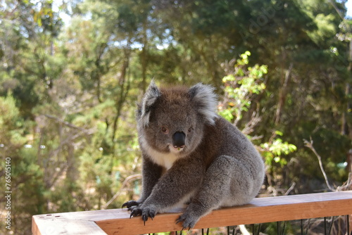 Photography koala