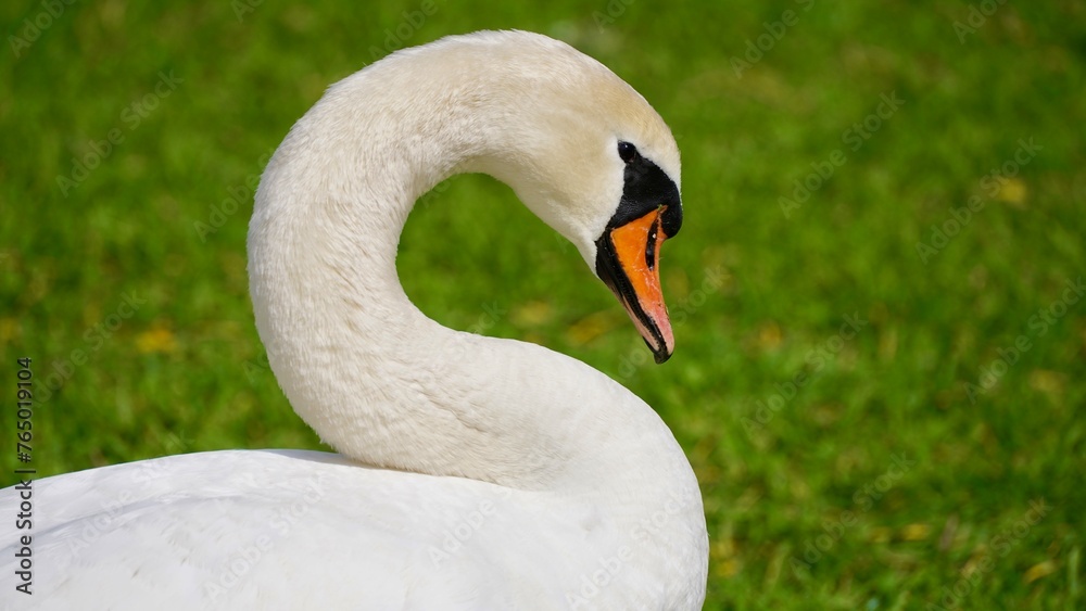 Schwäne, Kormorane, Reiher und andere Schwäne, Kormorane, Reiher und andere