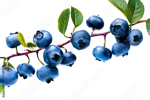 Branch of delicious ripe blueberries, cut out
