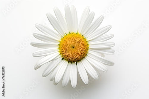 Chamomile flower on a white background. Studio photography. © MadMouse