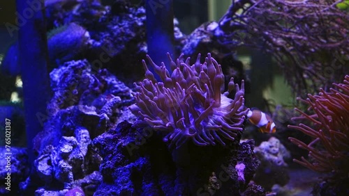 bubble tip anemone in stress, tentacles on oral disc, ocellaris clownfish swim in water flow, fishkeeping mariculture aquafarm, reef marine aquarium business for aquarist, LED low light, live rock photo