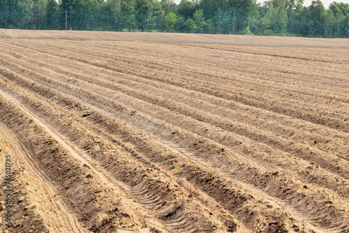 pictured leaving afar neat rows of potato field