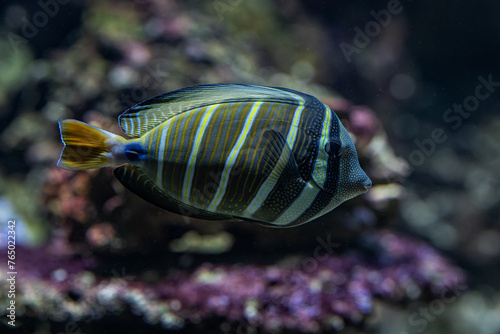 Thistle sailfish fish under the surface.
