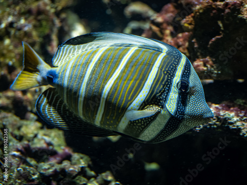 Thistle sailfish fish under the surface.