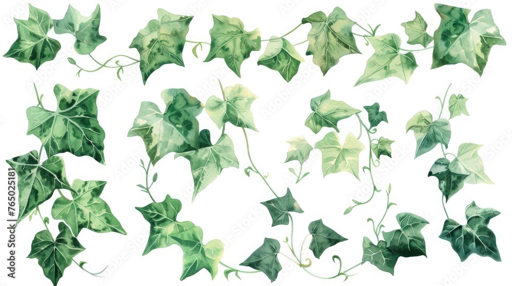 Collection of watercolor ivy leaves and vine twigs clipart, exuding natural elegance with rich greens, each element isolated on a pure white background. - obrazy, fototapety, plakaty 