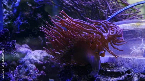 bubble tip anemone move tentacles on big oral disc, ocellaris clownfish swim in water flow, fishkeeping mariculture aquafarm, big reef marine aquarium business for experienced aquarist, LED low light photo