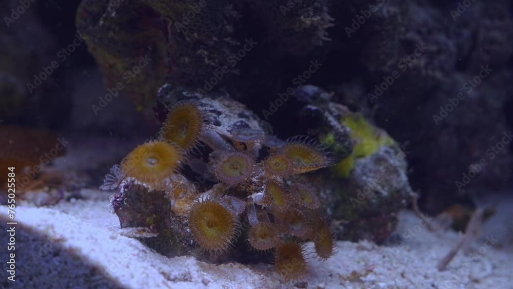 green mouth moon palythoa colony, soft coral polyp move head in flow, absorb dissolved organic matter, popular pet animal in nano reef marine aquarium, LED actinic light, good for beginner aquarist