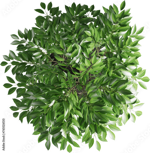 Top view of potted houseplant - Ficus