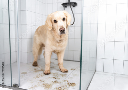 An unfortunate golden retriever with dirty paws is standing in the shower and waiting for his paws to be washed after a walk. Life with a dog. 