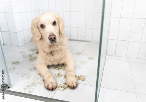 A sad golden retriever with dirty paws lies in the shower and waits for his paws to be washed after a walk. Life with a dog
