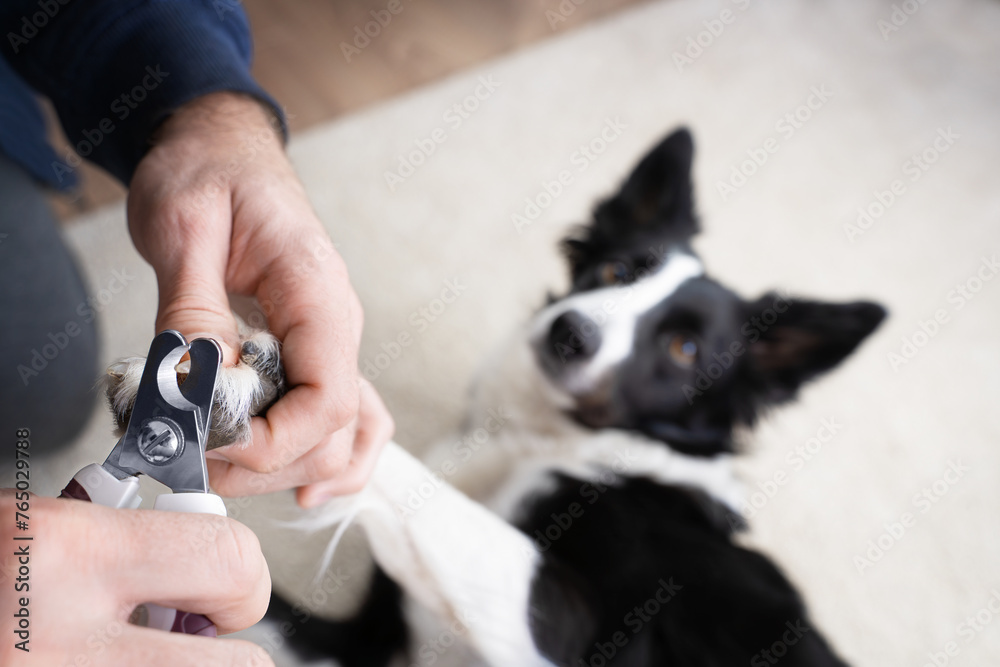 A black and white dog lies on the floor and raises its paws so that the owner trims its claws. Taking care of the dog. Living with a dog - obrazy, fototapety, plakaty 