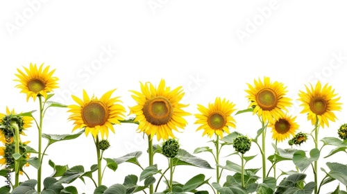 beautiful sunflowers on white background in high resolution and high quality. concept flowers,sunflowers,white background,nature,png