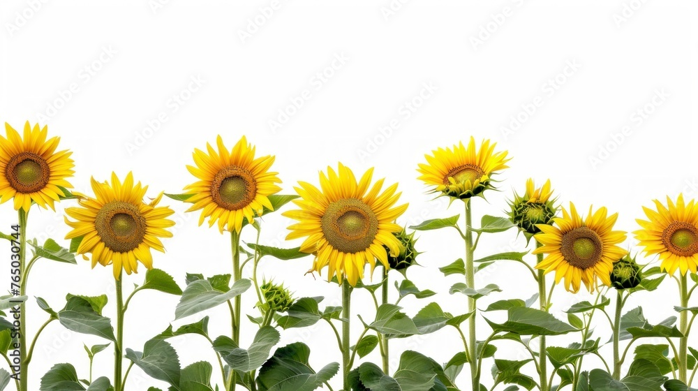 beautiful sunflowers on white background in high resolution and high quality. concept flowers, sunflowers