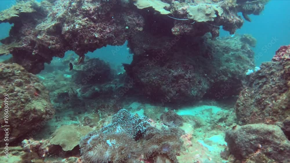 Explore the wonders of the ocean with scuba divers and a group of people swimming near a vibrant coral reef. Discover a beautiful underwater world filled with fish and sea anemones Explore the wonders of the ocean with scuba divers and a group of people swimming near a vibrant coral reef. Discover a beautiful underwater world filled with fish and sea anemones