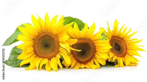 beautiful sunflowers on white background in high resolution and high quality. concept flowers, sunflowers, white background