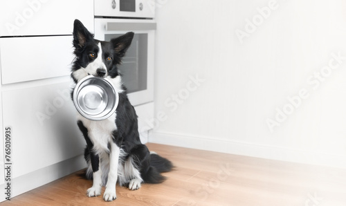 A sad border collie sits in the kitchen and holds an empty metal bowl in his teeth and waits for him to be fed. Life with dog. Food for dogs concept
