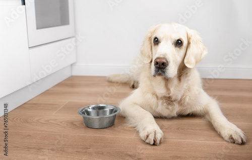 A sad golden retriever lies next to a metal bowl and looking up. Hungry dog next to a bowl. Concept food for dogs. Life with dog