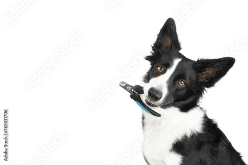 A black and white border collie holds a blue nail clipper in its teeth and sits with it on a white background. Take care of the dog. Isolated dog. Dog Claw Care photo