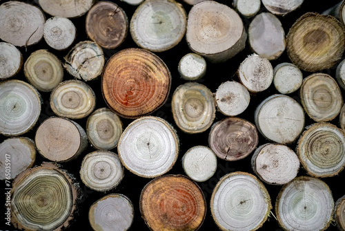 cut trees  wood texture