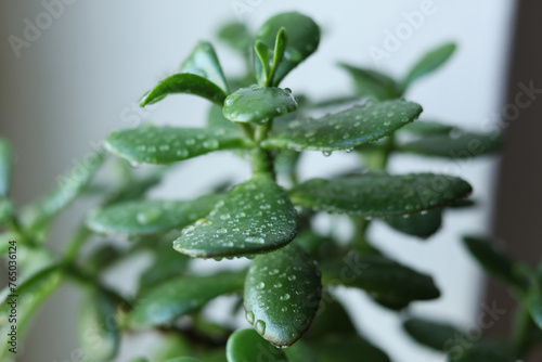 Fototapeta Naklejka Na Ścianę i Meble -  Succulent Crassula ovata, commonly known as jade plant, lucky plant, money plant or money tree plant in a pot on the windowsill. Close-up