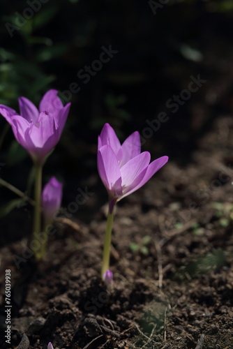 spring crocus flower © Andrei