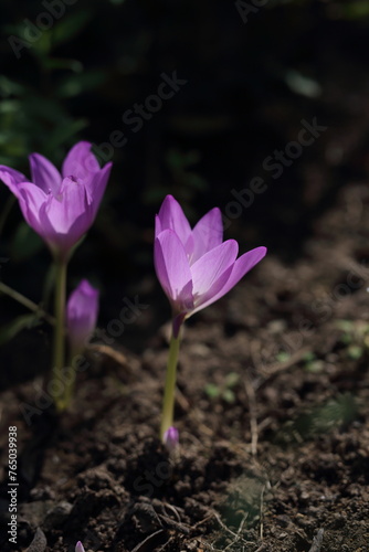 spring crocus flower