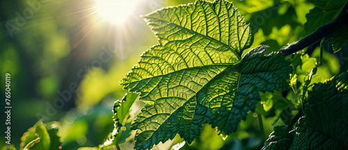 Sunlight dapples through vibrant green leaves, casting a warm gl photo