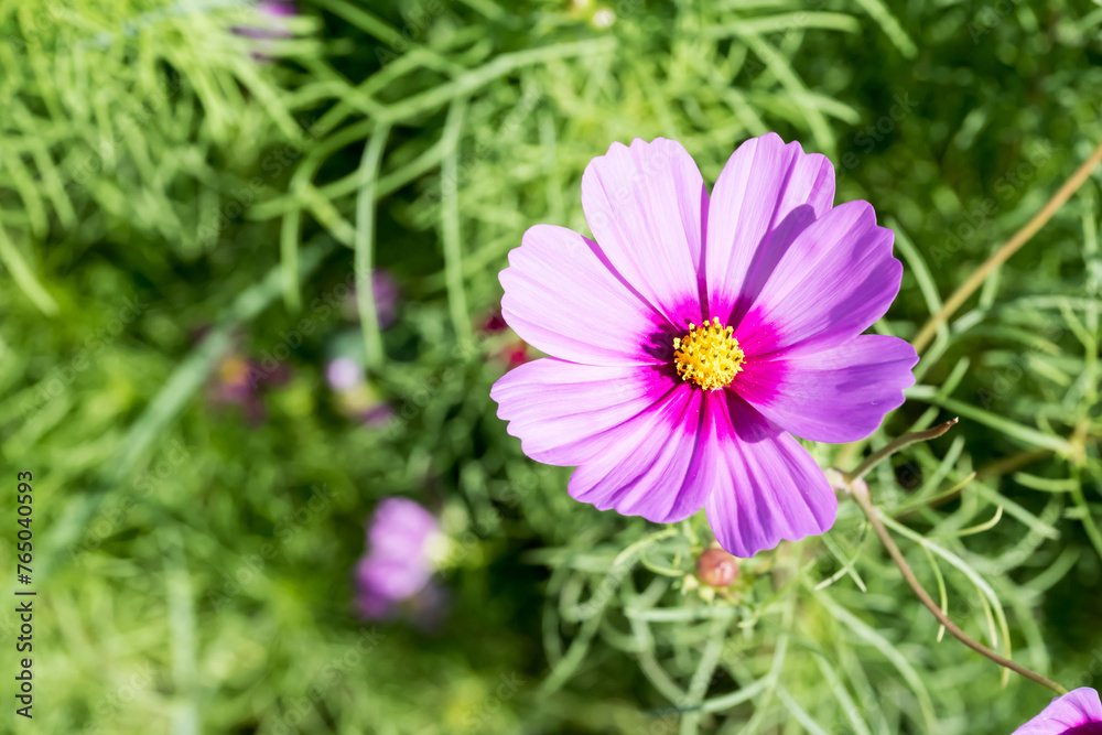 Beautiful Cosmos (Coreopsis tinctoria Nutt.) flower. Beautiful Cosmos (Coreopsis tinctoria Nutt.) flower.