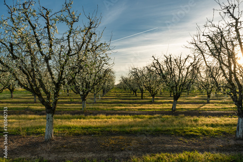 Dramatic image of a almond orchard in bloom with white flowers at dawn golden hour in early spring.