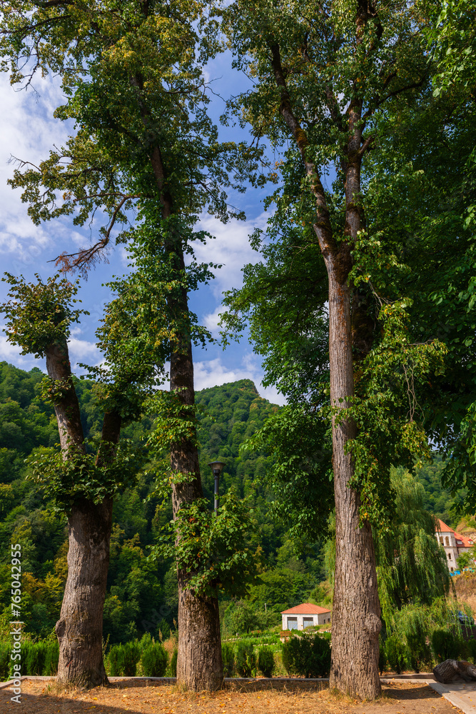 Fototapeta premium Beautiful landscape with high trees, Armenia