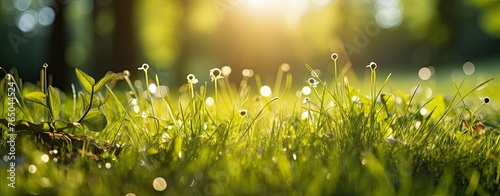 abstract spring background or summer background with fresh grass,