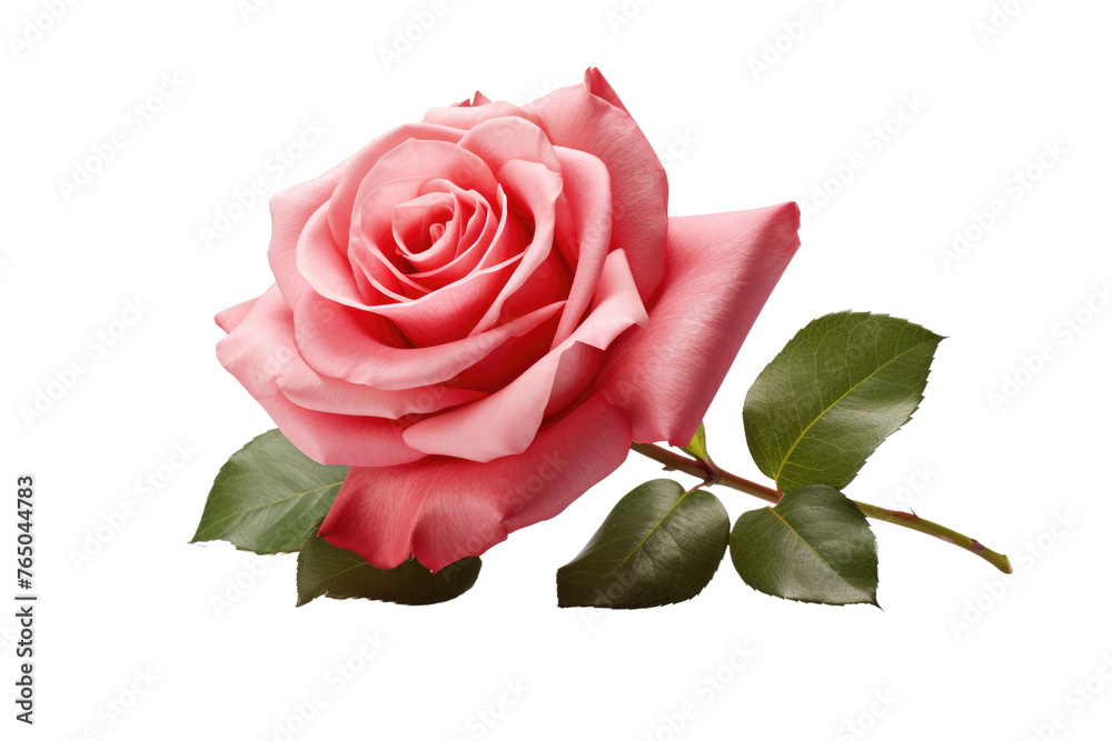 Fototapeta premium A Delicate Pink Rose Blooms on a Clean White Canvas.
