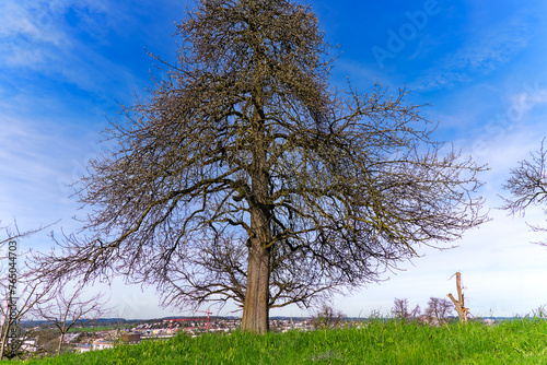 Looking up beautiful tree on meadow at Swiss City of Zürich on a sunny spring afternoon. Photo taken March 20th, 2024, Zurich, Switzerland.