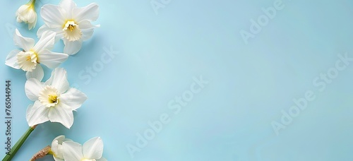 White daffodils on a blue background, a flat lay banner with space for text