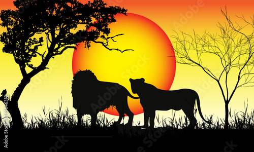 Colorful sunset scene  african landscape with silhouette of trees and lion.