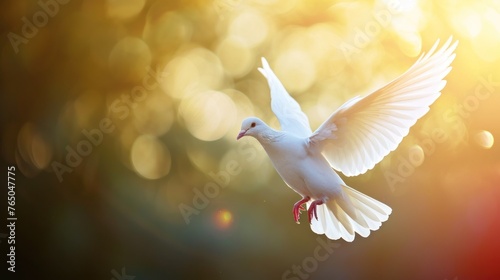 White Pigeon, White pigeon flying in nature