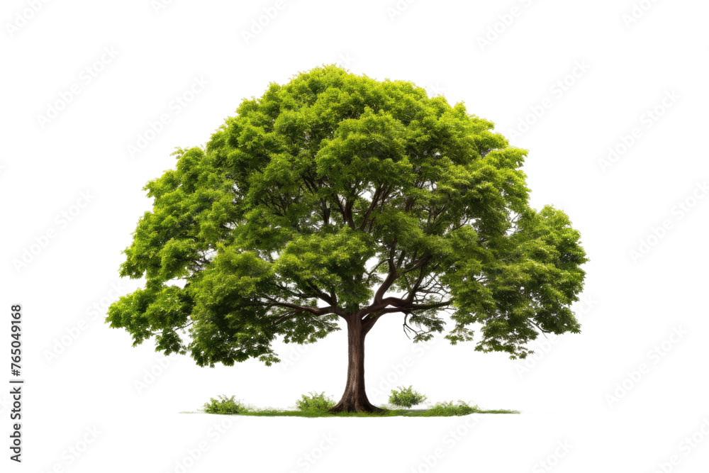 Fototapeta premium Lush Verdant Canopy Amidst Blank Canvas.