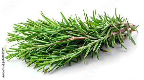 Rosemary plants on a white background