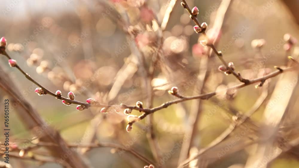 Apricot fruit tree buds on the branch in orchard in spring sunset, handheld back lit with lens flare Apricot fruit tree buds on the branch in orchard in spring sunset, handheld back lit with lens flare