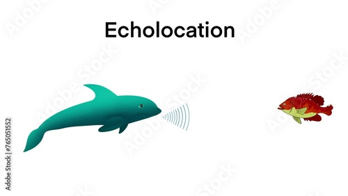 animation of biology, echolocation in dolphins, Dolphins hunt their prey by making high pitched sounds and listening for echoes,Bio sonar sound detect object locate measure prey wave reflect photo