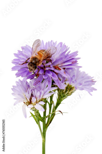 Bee on a purple flower isolated on white background. Studio shot.