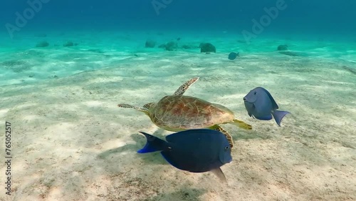 Sea turtle (Chelonia mydas) feeding on the sandy bottom, blue fish swimming around. Pair of  surgeonfish and turtle. Underwater video from scuba diving with the turtles. photo